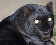 Meesha