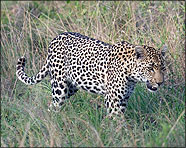 Africa 2007